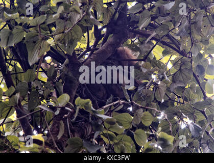 Brown bradipo addormentato in un albero, Monteverde Cloud Forest, Costa Rica Foto Stock