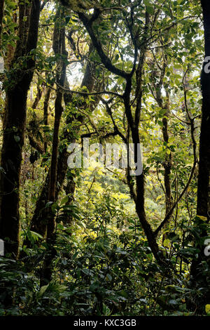 La precipitazione come acqua è catturata su foglie e fogliame in Monteverde Cloud Forest Foto Stock