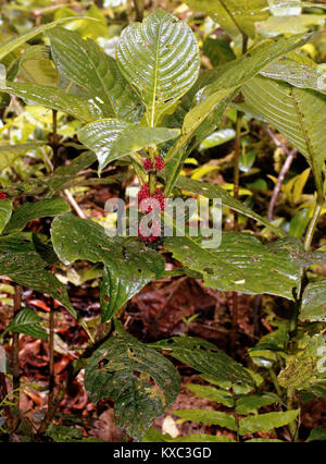 La precipitazione come acqua è catturata su foglie e fogliame in Monteverde Cloud Forest Foto Stock