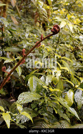 La precipitazione come acqua è catturata su foglie e fogliame in Monteverde Cloud Forest Foto Stock