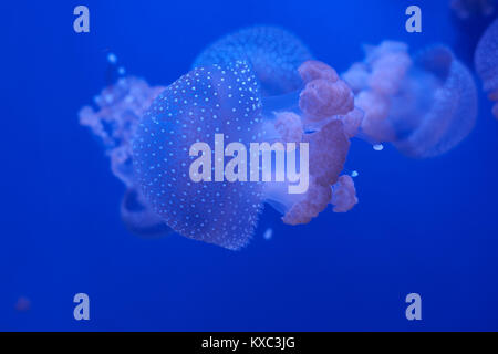 Medusa traslucida o medusa o ortica-pesce in acqua blu Foto Stock