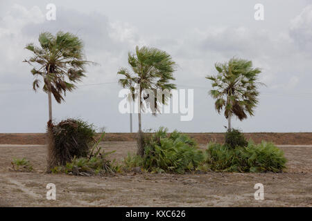 Cera carnauba palm in dune del Piauí Foto Stock