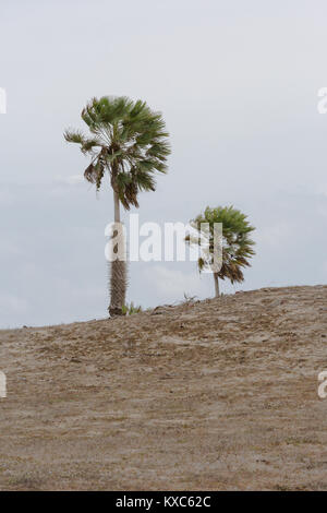 Cera carnauba palm in dune del Piauí Foto Stock