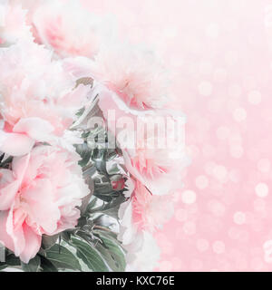 Bella rosa pastello peonie bordo floreale con bokeh di fondo. Layout o il biglietto di auguri per la festa della mamma, un matrimonio o un evento felice Foto Stock