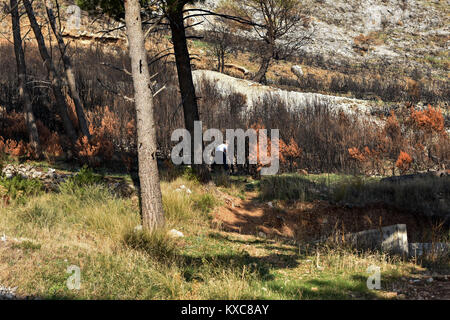 Dopo il fuoco. wildfire, bruciando la foresta di pini nel fumo e fiamme. Foto Stock