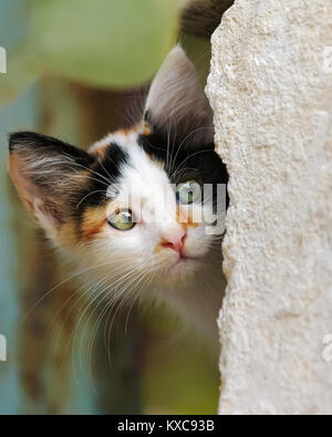 Carino tricolore calico patched tabby kitten il peering da dietro una parete con occhi indiscreti, close-up cat ritratto, Cipro Foto Stock