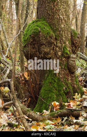 Verde muschio su un tronco di albero nella foresta di autunno Foto Stock