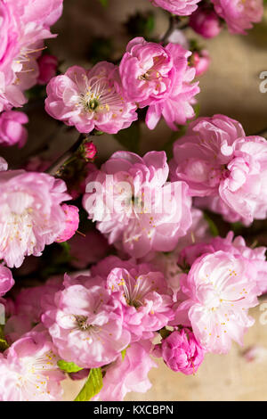 Composizioni floreali, natura, cultura concetto. close up adorabili e delicati fiori rosa che fiorì sul brunch di ciliegio orientali, i suoi germogli hanno un Foto Stock