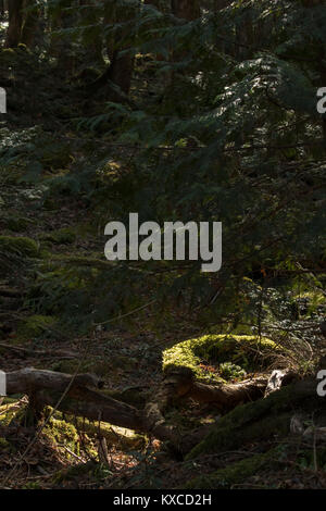 Preso in Aokigahara che hanno un altro nome della foresta di suicidio come bene. Professional fotocamera utilizzata. Foto Stock