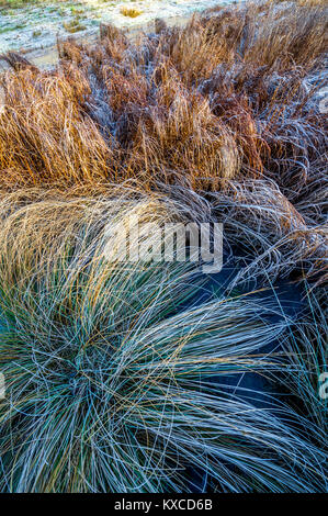 Canne in un laghetto congelato. Foto Stock