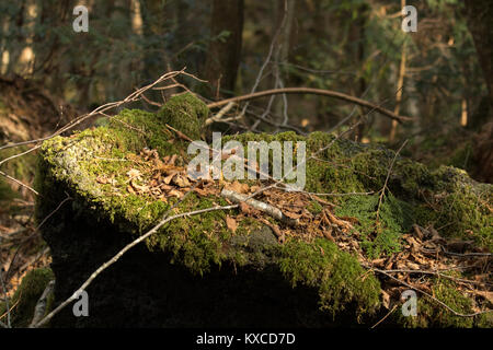 Preso in Aokigahara che hanno un altro nome della foresta di suicidio come bene. Professional fotocamera utilizzata. Foto Stock