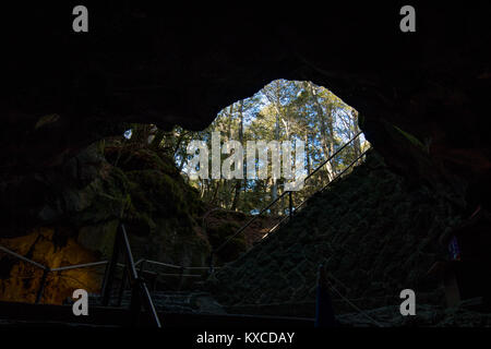 Preso in Aokigahara che hanno un altro nome della foresta di suicidio come bene. Professional fotocamera utilizzata. Foto Stock