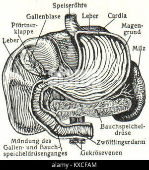 Un'illustrazione anatomica scientifica della Meyers Encyclopedia che mostra il sistema digerente umano, dettagliando gli organi, la struttura e i processi funzionali della digestione. Foto Stock