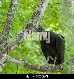 Avvoltoio nero è seduto in un albero nelle paludi della Louisiana Foto Stock