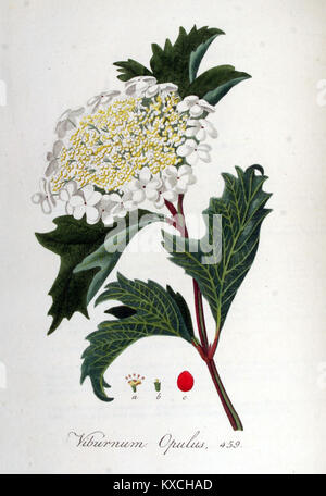 Illustrazione di Viburnum opulus, comunemente noto come cespuglio europeo di mirtilli rossi, da Flora Batava volume 6. Questo lavoro botanico documenta le specie di piante trovate nei Paesi Bassi, riflettendo l'illustrazione scientifica e la tassonomia del XIX secolo. Foto Stock