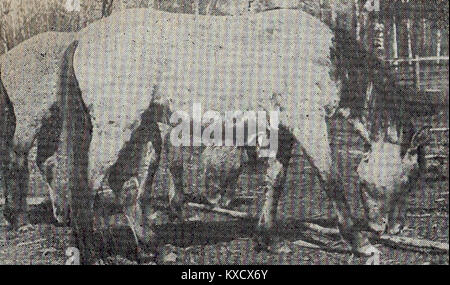 2letnie źrebięta konika polskiego, Puszcza Białowieska, około 1960 Foto Stock