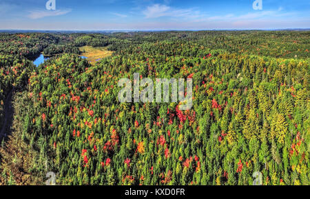 Panoramica vista aerea di colorati foresta di caduta Foto Stock