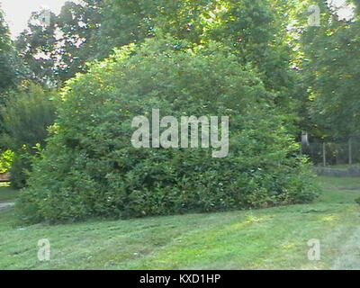 Immagine di riferimento a album der Schlösser und Rittergüter im Königreiche Sachsen volume i, piatto 236, che mostra dettagli architettonici storici in Sassonia Foto Stock