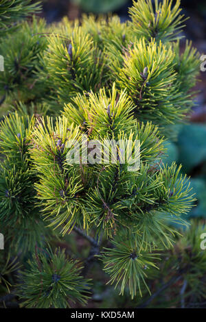 Pinus mugo 'Ofir' Foto Stock