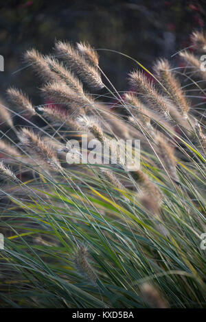 Pennisetum alopecuroides "Cassiano scelta dell' Foto Stock