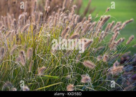 Pennisetum alopecuroides "Cassiano scelta dell' Foto Stock