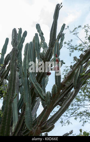 Frondose Catinga nella Serra da Capivara Foto Stock