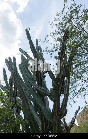 Frondose Catinga nella Serra da Capivara Foto Stock