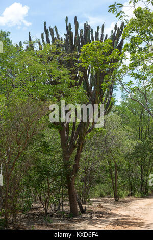 Frondose Catinga nella Serra da Capivara Foto Stock