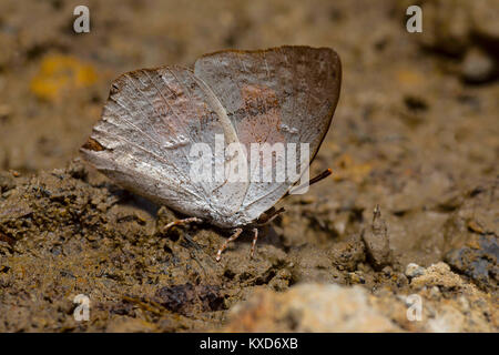 Sunbeam angolata butterfly, Curetis dentata, Moore, 1879. Famiglia - LYCAENIDAE Satakha, Nagaland, India Foto Stock