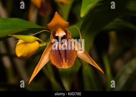 Coelogyne fimbriata, Orchidea. Durgapur village, Nagaland, India Foto Stock