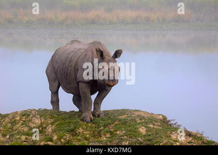 Indian un corno di rinoceronte, Rhinoceros unicornis, Kaziranga Riserva della Tigre, Assam, India Foto Stock