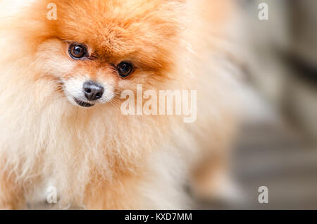 Il Pet, decorativi redhead, poco doggy, giorno chiaro, guarda con sorpresa alla foto, lo sfondo è sfocato Foto Stock
