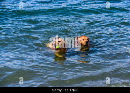 Due red shaggy cani con una sfera gialla nel loro denti galleggiante nelle acque blu dell'Oceano su un estate, pomeriggio soleggiato Foto Stock