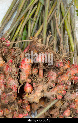 Lo zenzero selvatico, Satakha village, Nagaland, India Foto Stock