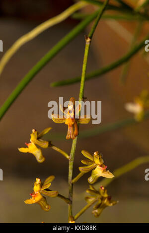 Cleisostoma appendiculatum, Orchidea. Durgapur village, Nagaland, India Foto Stock