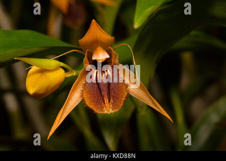 Coelogyne fimbriata, Orchidea. Durgapur village, Nagaland, India Foto Stock