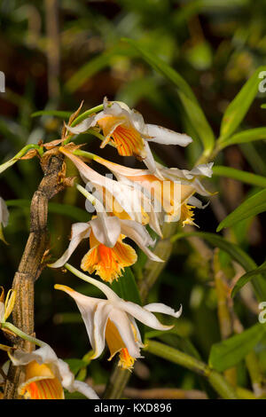 Dendrobium longicornu, specie di orchidee. Durgapur village, Nagaland, India Foto Stock