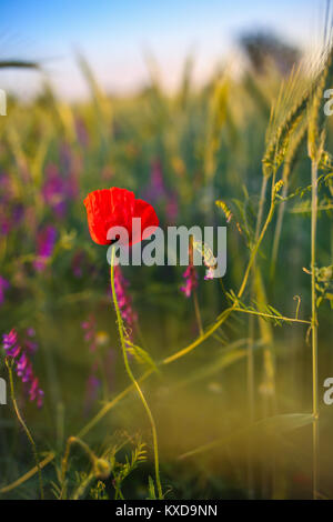 Solitario papavero rosso fiore nel mezzo di un grano campo di grano Foto Stock