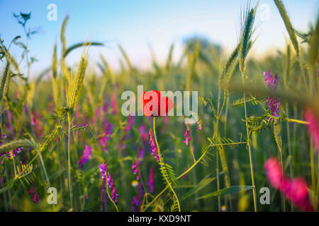 Solitario papavero rosso fiore nel mezzo di un grano campo di grano Foto Stock