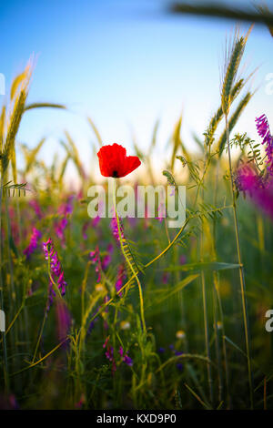 Solitario papavero rosso fiore nel mezzo di un grano campo di grano Foto Stock