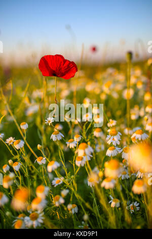 Solitario papavero rosso fiore nel mezzo di un campo di camomilla Foto Stock