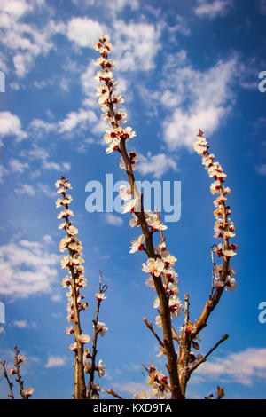 Albicocca rami di alberi con fiori sul cielo blu sullo sfondo Foto Stock