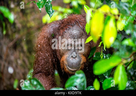 Un close up ritratto del Bornean orangutan (Pongo pygmaeus) sotto la pioggia nella natura selvaggia. Central Bornean orangutan ( Pongo pygmaeus wurmbii ) in Foto Stock