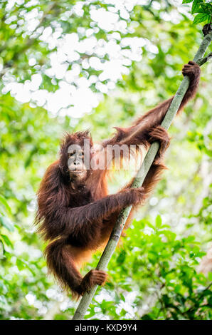 Un close up ritratto del Bornean orangutan (Pongo pygmaeus)sotto la pioggia nella natura selvaggia. Central Bornean orangutan ( Pongo pygmaeus wurmbii ) in n Foto Stock