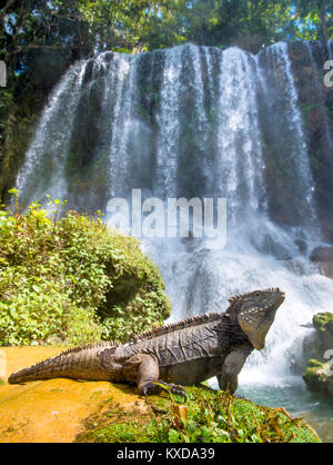 Iguana nella foresta accanto ad una caduta dell'acqua. Rock cubano iguana (Cyclura nubila), noto anche come il suolo cubano iguana. Foto Stock