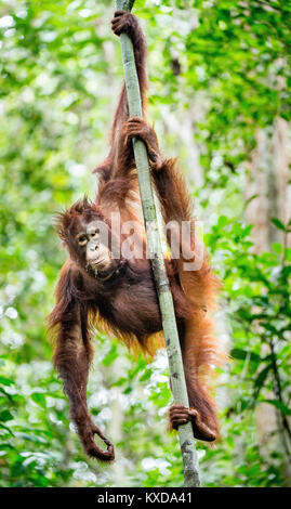 Un close up ritratto del Bornean orangutan (Pongo pygmaeus)sotto la pioggia nella natura selvaggia. Central Bornean orangutan ( Pongo pygmaeus wurmbii ) in n Foto Stock