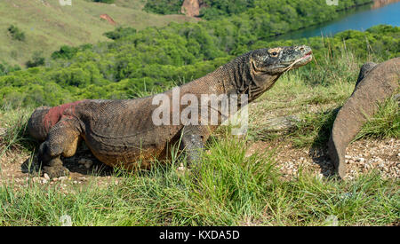 Il drago di Komodo (Varanus komodoensis) in habitat naturale sul verde sfondo naturale. È la più grande lucertola vivente nel mondo. Isola Rinca. In Foto Stock