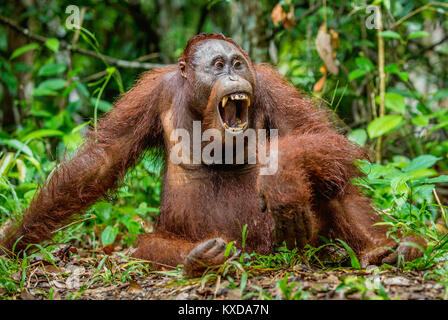 Un close up ritratto del Bornean orangutan (Pongo pygmaeus) con bocca aperta. Natura selvaggia. Central Bornean orangutan ( Pongo pygmaeus wurmbii ) in n Foto Stock