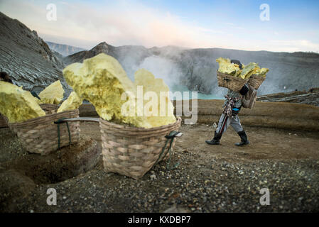 Miniere di zolfo portano carichi pesanti di zolfo alla sommità del Kawah Ijen Volcano, Java, Indonesia Foto Stock