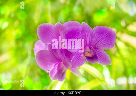 Orchid fiore nel giorno lucido con sfondo sfocato Foto Stock